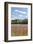 Field of Spring Roadside Wildflowers-Trish Drury-Framed Photographic Print