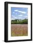 Field of Spring Roadside Wildflowers-Trish Drury-Framed Photographic Print