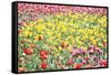 Field Of Spring-Incredi-Framed Stretched Canvas