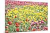 Field Of Spring-Incredi-Mounted Giclee Print