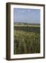Field of Summer Wheat Near the Rollright Stones a Neolithic Standing Stone Circle England-Natalie Tepper-Framed Photo