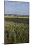 Field of Summer Wheat Near the Rollright Stones a Neolithic Standing Stone Circle England-Natalie Tepper-Mounted Photo