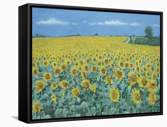 Field of Sunflowers, 2002-Alan Byrne-Framed Stretched Canvas