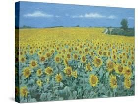 Field of Sunflowers, 2002-Alan Byrne-Stretched Canvas