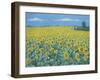 Field of Sunflowers, 2002-Alan Byrne-Framed Giclee Print