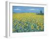 Field of Sunflowers, 2002-Alan Byrne-Framed Giclee Print