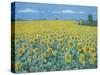 Field of Sunflowers, 2002-Alan Byrne-Stretched Canvas