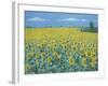 Field of Sunflowers, 2002-Alan Byrne-Framed Giclee Print