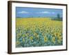 Field of Sunflowers, 2002-Alan Byrne-Framed Giclee Print