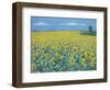 Field of Sunflowers, 2002-Alan Byrne-Framed Giclee Print