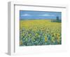 Field of Sunflowers, 2002-Alan Byrne-Framed Giclee Print