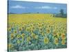 Field of Sunflowers, 2002-Alan Byrne-Stretched Canvas