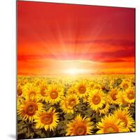 Field of Sunflowers and Sun in the Blue Sky.-Ale-ks-Mounted Premium Photographic Print