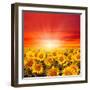 Field of Sunflowers and Sun in the Blue Sky.-Ale-ks-Framed Premium Photographic Print