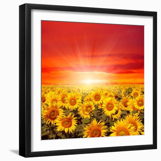 Field of Sunflowers and Sun in the Blue Sky.-Ale-ks-Framed Premium Photographic Print