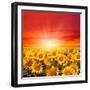 Field of Sunflowers and Sun in the Blue Sky.-Ale-ks-Framed Premium Photographic Print