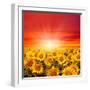 Field of Sunflowers and Sun in the Blue Sky.-Ale-ks-Framed Premium Photographic Print