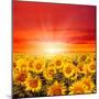 Field of Sunflowers and Sun in the Blue Sky.-Ale-ks-Mounted Premium Photographic Print