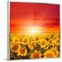 Field of Sunflowers and Sun in the Blue Sky.-Ale-ks-Framed Premium Photographic Print