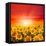 Field of Sunflowers and Sun in the Blue Sky.-Ale-ks-Framed Stretched Canvas