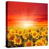 Field of Sunflowers and Sun in the Blue Sky.-Ale-ks-Stretched Canvas