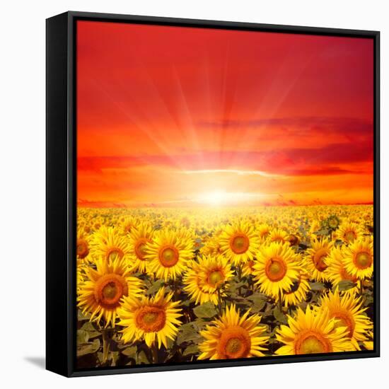 Field of Sunflowers and Sun in the Blue Sky.-Ale-ks-Framed Stretched Canvas