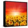 Field of Sunflowers and Sun in the Blue Sky.-Ale-ks-Framed Stretched Canvas