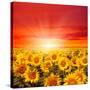 Field of Sunflowers and Sun in the Blue Sky.-Ale-ks-Stretched Canvas
