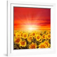 Field of Sunflowers and Sun in the Blue Sky.-Ale-ks-Framed Photographic Print