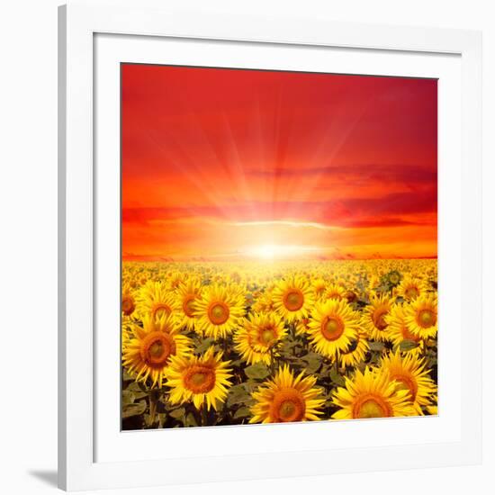 Field of Sunflowers and Sun in the Blue Sky.-Ale-ks-Framed Photographic Print