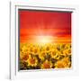 Field of Sunflowers and Sun in the Blue Sky.-Ale-ks-Framed Photographic Print