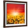 Field of Sunflowers and Sun in the Blue Sky.-Ale-ks-Framed Photographic Print