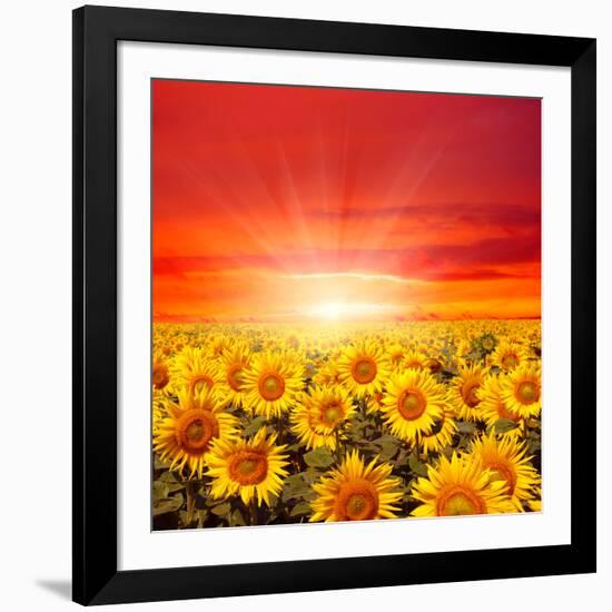 Field of Sunflowers and Sun in the Blue Sky.-Ale-ks-Framed Photographic Print