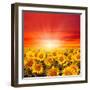 Field of Sunflowers and Sun in the Blue Sky.-Ale-ks-Framed Photographic Print