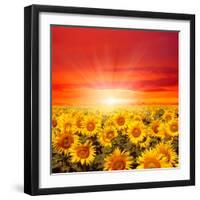 Field of Sunflowers and Sun in the Blue Sky.-Ale-ks-Framed Photographic Print