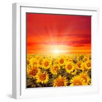 Field of Sunflowers and Sun in the Blue Sky.-Ale-ks-Framed Photographic Print