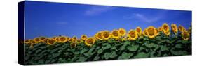 Field of Sunflowers, Bogue, Kansas, USA-null-Stretched Canvas