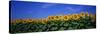 Field of Sunflowers, Bogue, Kansas, USA-null-Stretched Canvas