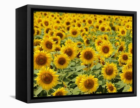 Field of Sunflowers, Full Frame, Zama City, Kanagawa Prefecture, Japan-null-Framed Stretched Canvas