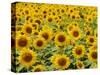 Field of Sunflowers, Full Frame, Zama City, Kanagawa Prefecture, Japan-null-Stretched Canvas