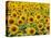 Field of Sunflowers, Full Frame, Zama City, Kanagawa Prefecture, Japan-null-Stretched Canvas