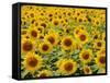Field of Sunflowers, Full Frame, Zama City, Kanagawa Prefecture, Japan-null-Framed Stretched Canvas