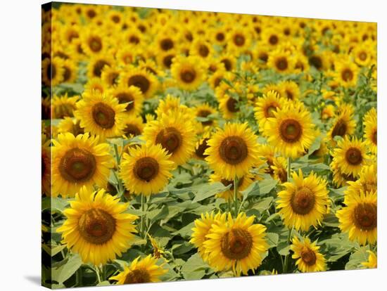 Field of Sunflowers, Full Frame, Zama City, Kanagawa Prefecture, Japan-null-Stretched Canvas