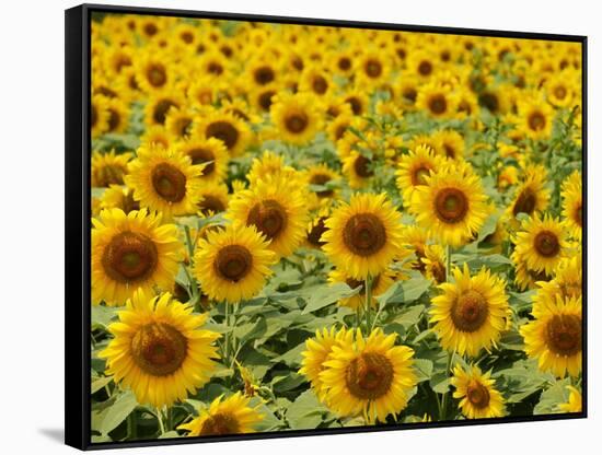 Field of Sunflowers, Full Frame, Zama City, Kanagawa Prefecture, Japan-null-Framed Stretched Canvas