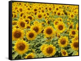 Field of Sunflowers, Full Frame, Zama City, Kanagawa Prefecture, Japan-null-Framed Stretched Canvas