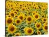 Field of Sunflowers, Full Frame, Zama City, Kanagawa Prefecture, Japan-null-Stretched Canvas