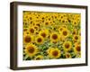 Field of Sunflowers, Full Frame, Zama City, Kanagawa Prefecture, Japan-null-Framed Premium Photographic Print