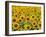Field of Sunflowers, Full Frame, Zama City, Kanagawa Prefecture, Japan-null-Framed Premium Photographic Print