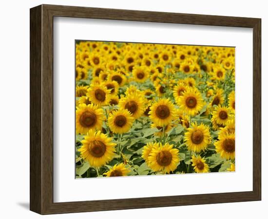 Field of Sunflowers, Full Frame, Zama City, Kanagawa Prefecture, Japan-null-Framed Photographic Print