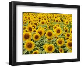 Field of Sunflowers, Full Frame, Zama City, Kanagawa Prefecture, Japan-null-Framed Photographic Print